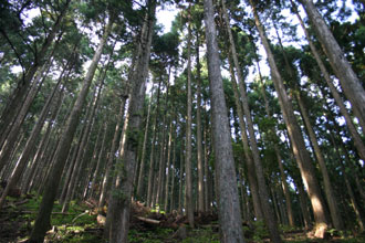 深山