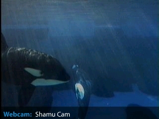 シャチ