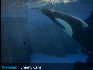 シャチ