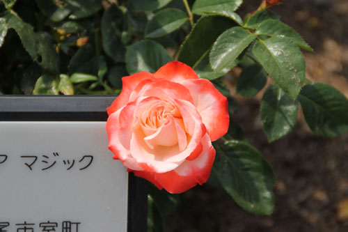 白−オレンジ系の薔薇