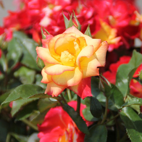 黄色−赤系の薔薇